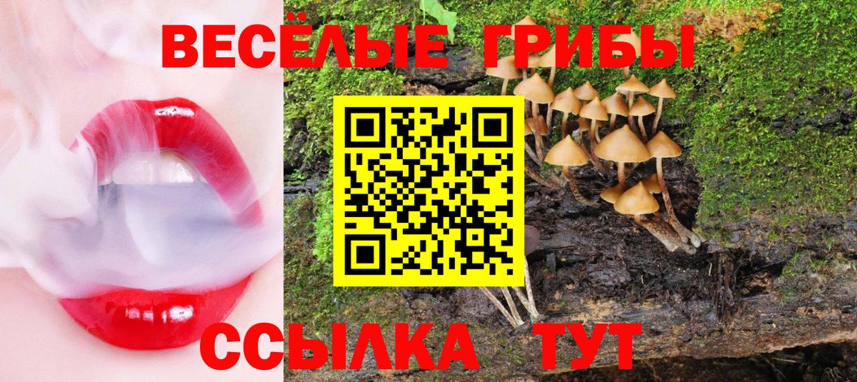 Псилоцибиновые грибы Psilocybe  Вход с VPN  Арсеньев 